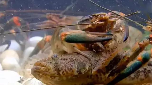 水泥池养龙虾有假的吗,龙虾水泥池养殖方法图解