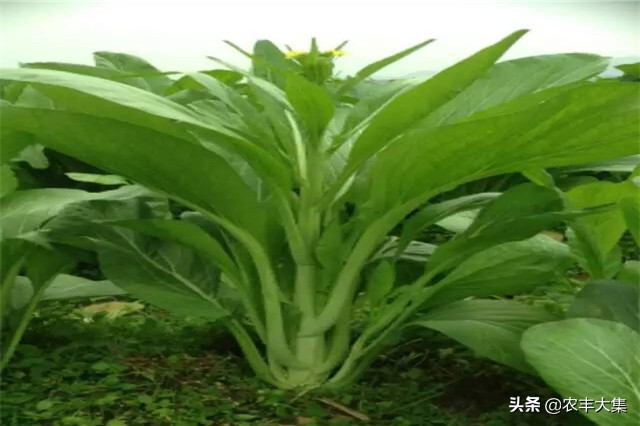 广西地区种哪种菜心比较高产,菜心高产栽培关键技术