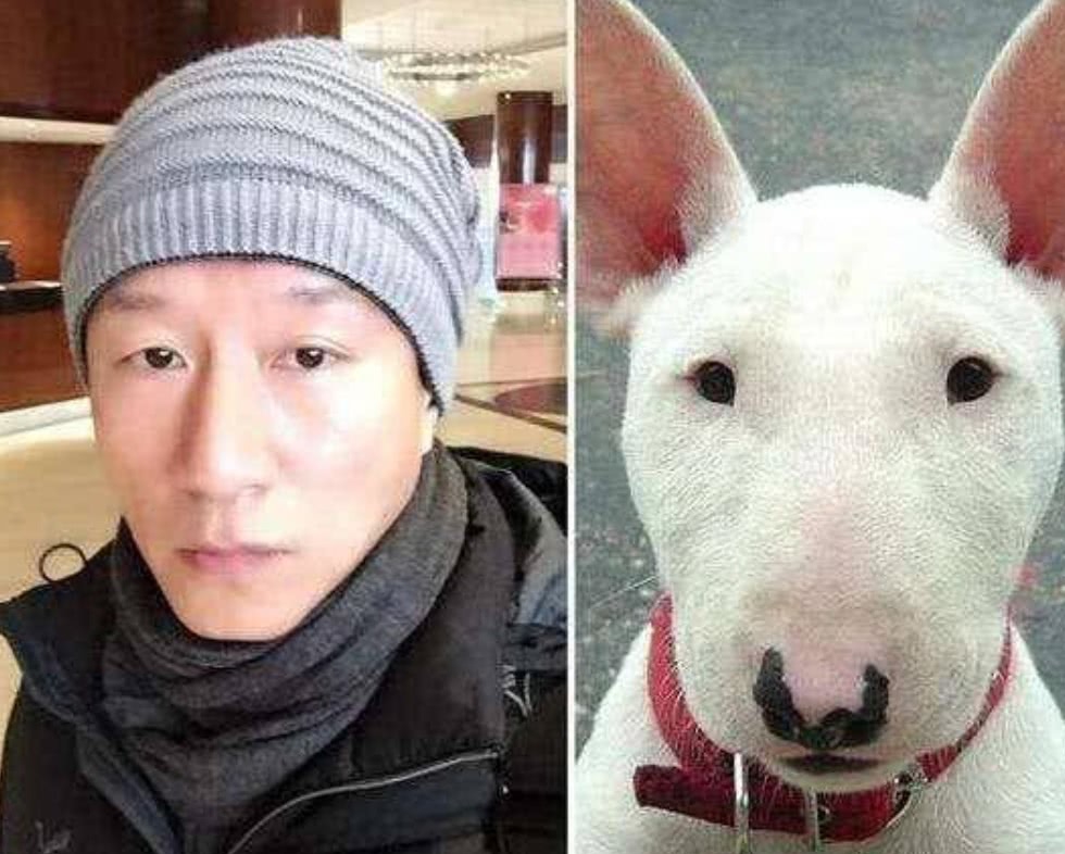 长相俊美的牛头梗,怪异牛头梗