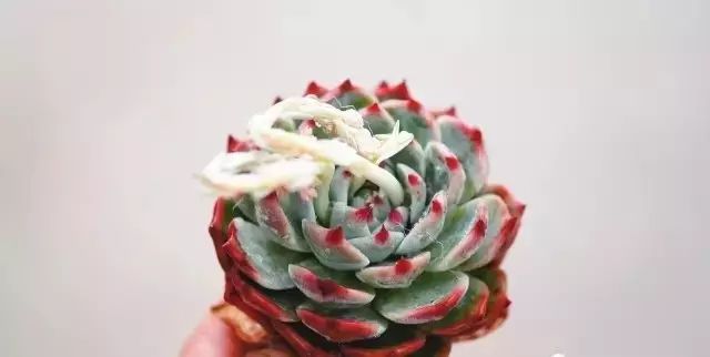 多肉花剑是个宝,多肉花剑可以干什么