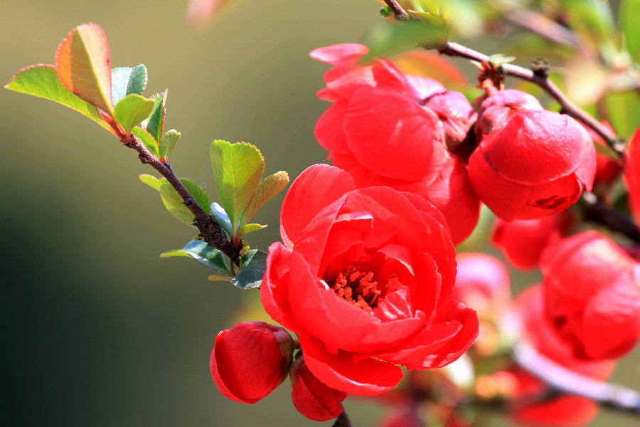 苏轼十首巅峰之作海棠,鲜于枢苏轼海棠诗卷高清长图