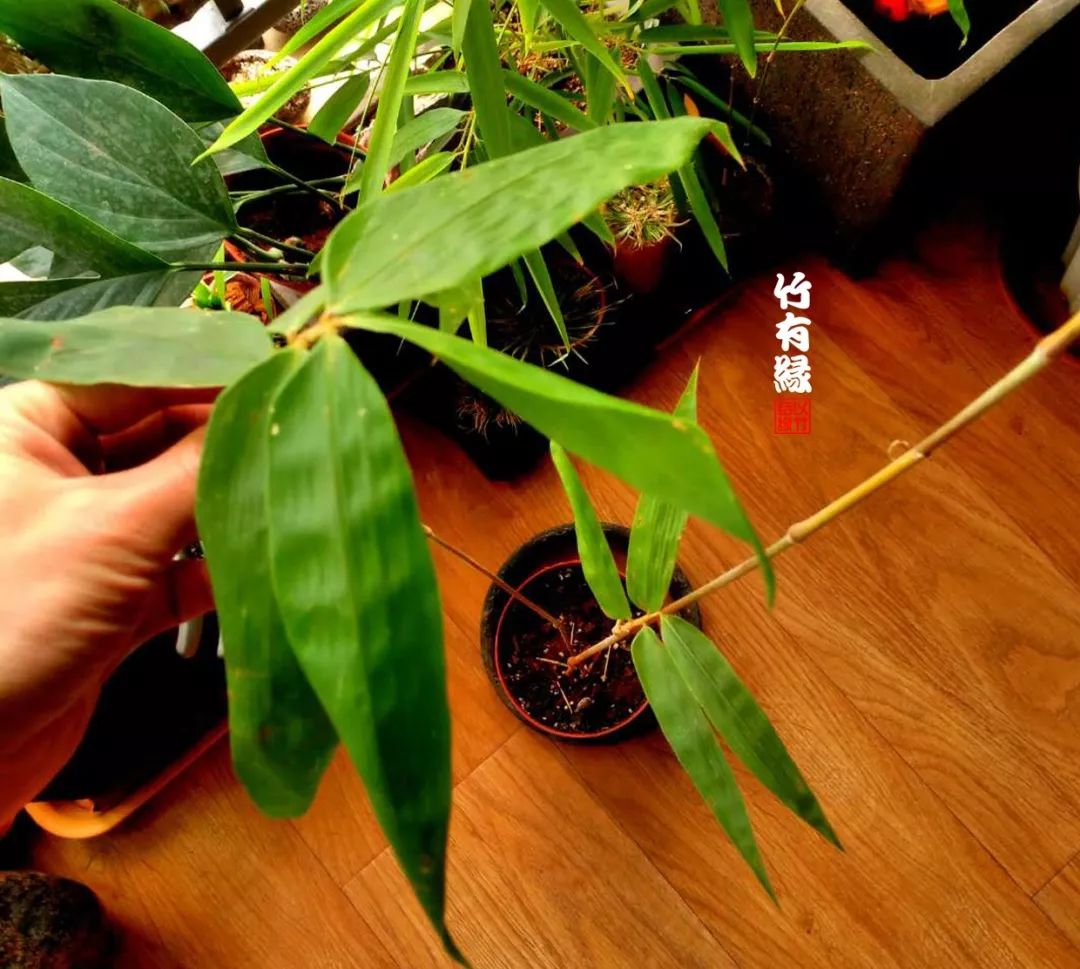 巨龙竹种多久成材,养龙竹风水