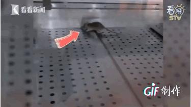 哈尼心！上海知名连锁熟食店老鼠乱窜！网友：巨贵还以为很卫生