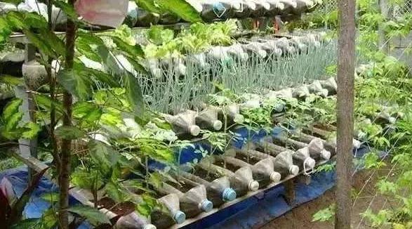 油瓶种辣椒,用废塑料油瓶种植辣椒方法