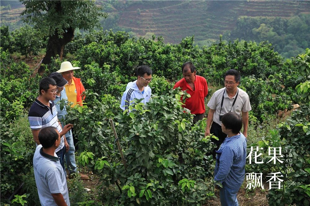 果园建园,果园选址规划