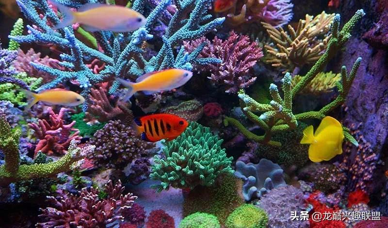 惊cry！90cm海缸竟然饲养77种生物，你敢挑战吗？