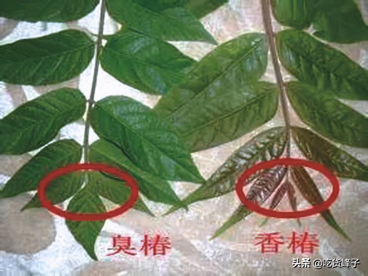 怎么区分香椿和臭椿的区别图,怎么分清香椿和臭椿的区别图片