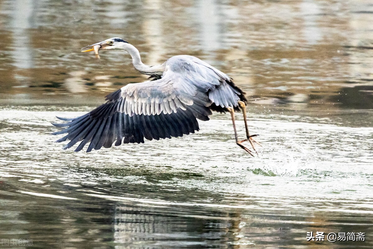 聊斋狐仙报恩故事,聊斋狐仙报恩合集