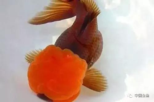 史上最贵的金鱼是什么样的,最贵的金鱼排行榜前十名