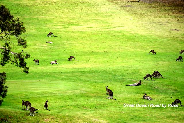 澳洲的大洋路风景,大洋路澳洲