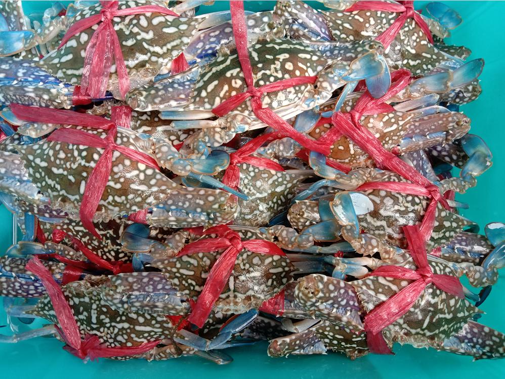 中国沿海地区捕蟹一天能赚多少,捕蟹一月能拿五万吗