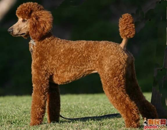 鐙楃嫍澶у叏鍙埍,鍙埍鐨勫皬鐙楃嫍閫佺粰鐖辩嫍浜哄＋