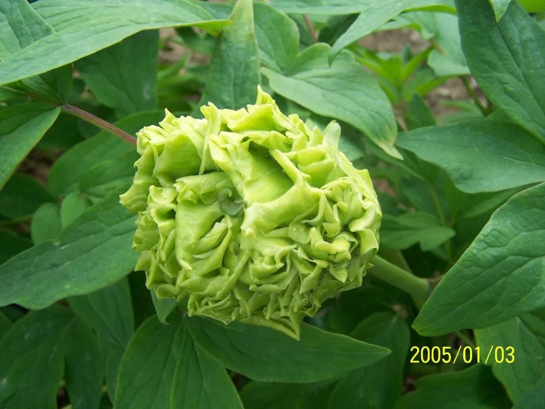 国色天香牡丹花雍容华贵,花中之王国色天香牡丹花