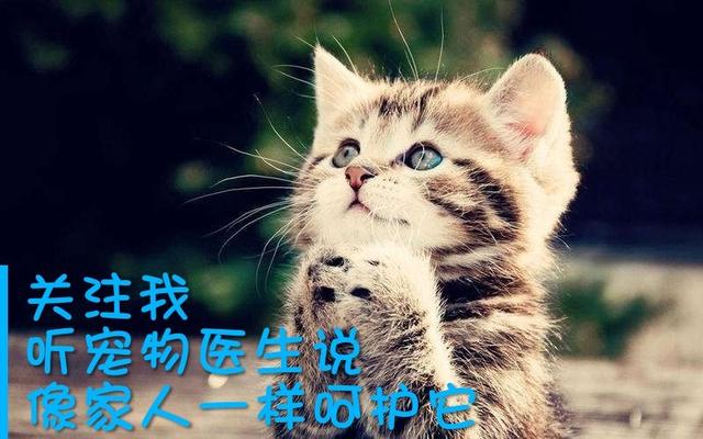 宠物医院给宠物打针需要证书吗,犬疫苗四联和八联的区别