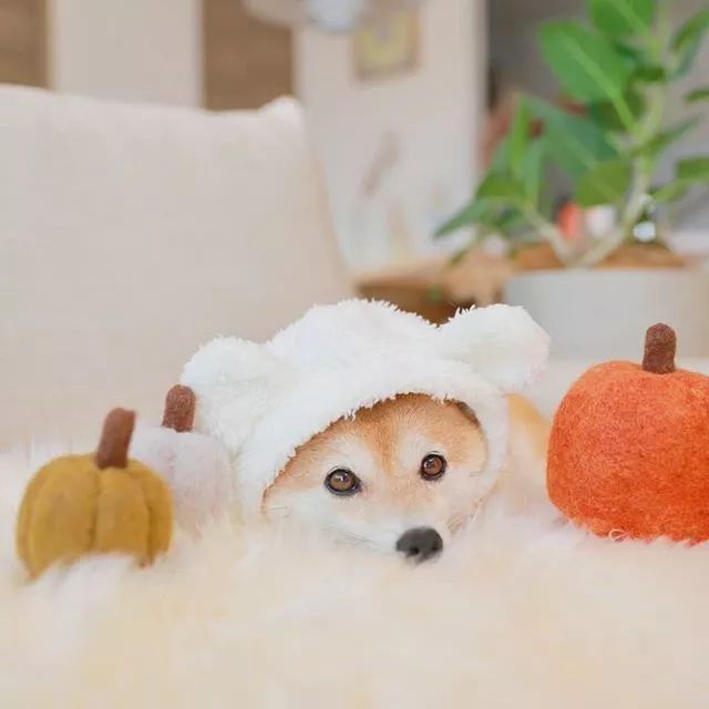 比人还会拍照的狗,简直萌炸朋友圈了