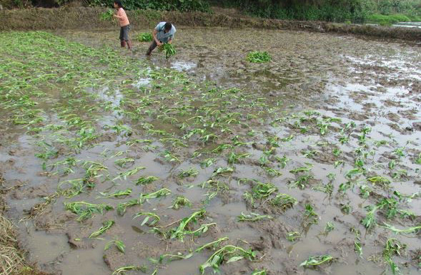黎川水蕹菜种植技术与详解,黎川藤蕹菜形态特征与种植技术