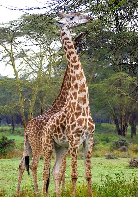 长颈鹿的身体结构层次,长颈鹿简画