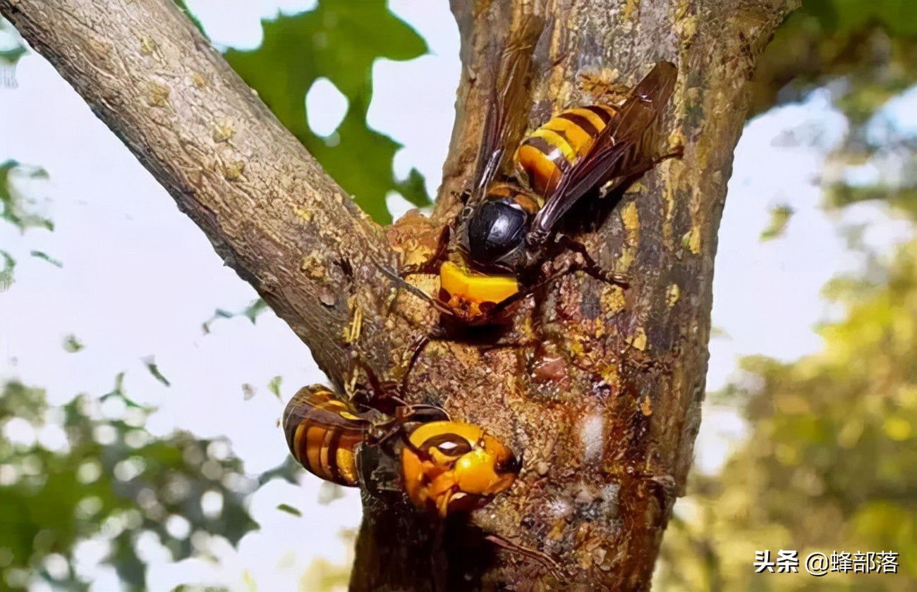 马蜂四处伤人视频,马蜂伤人最近的视频