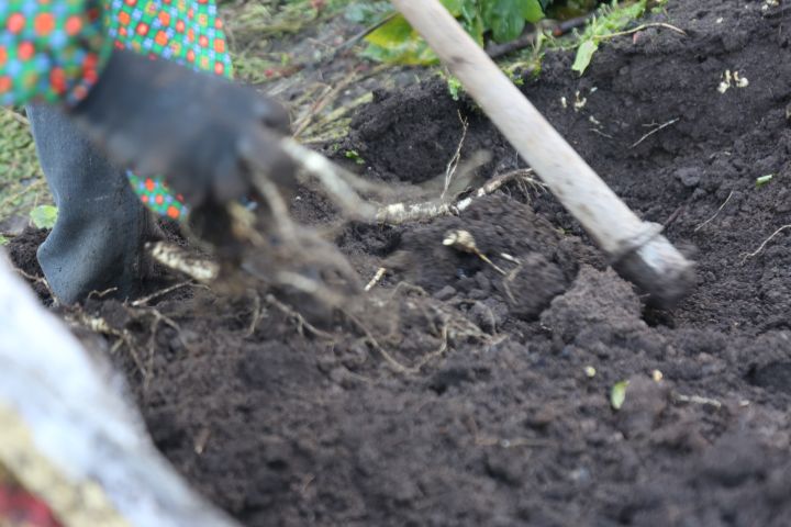 同仁堂的人参质量怎么样，国内哪个牌子的人参信得过？