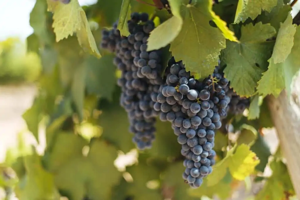 西班牙葡萄酒系列,西班牙葡萄酒大全