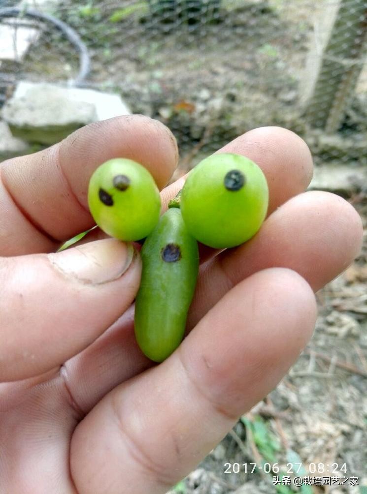 病害：这些图例都是黑痘病，危害很大，注意平时防范