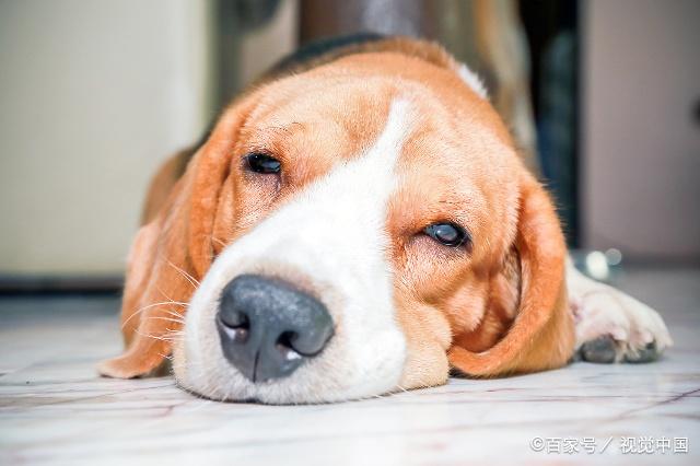 自己在家治疗狗狗细小病毒,小狗得细小多少钱医治