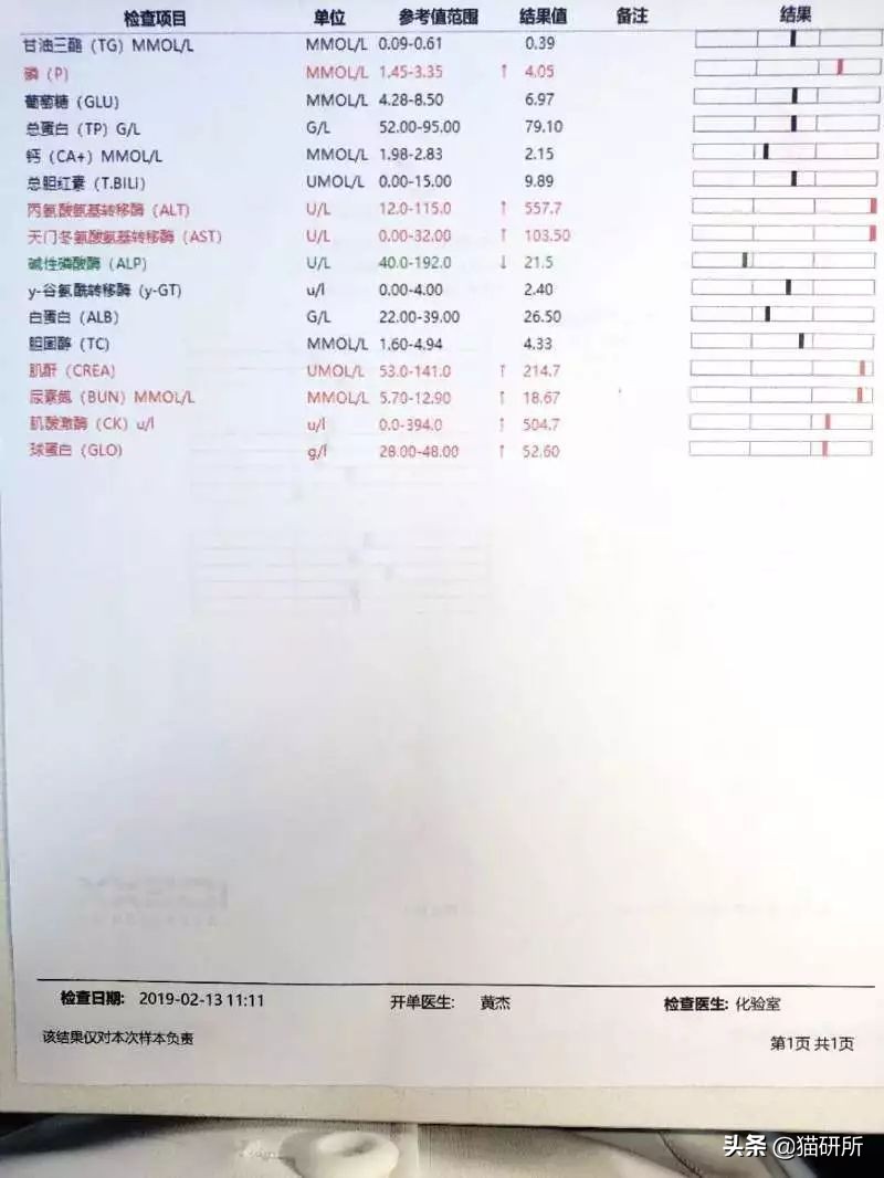 猫咪呕吐的原因及处理方法,猫咪呕吐不吃猫粮是什么原因