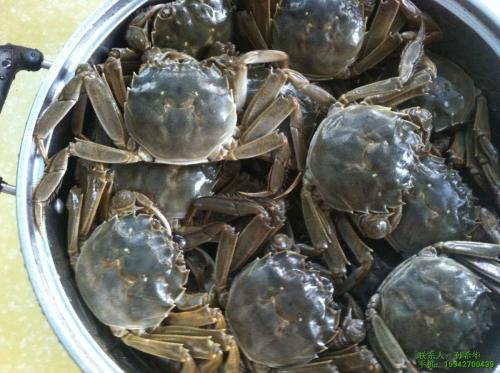 螃蟹养殖方法和注意事项,螃蟹大规格养殖技术