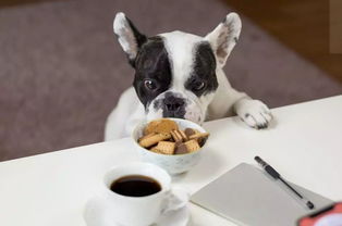 狗狗吃了巧克力该吃什么药,狗狗吃了少量巧克力蛋糕怎么办