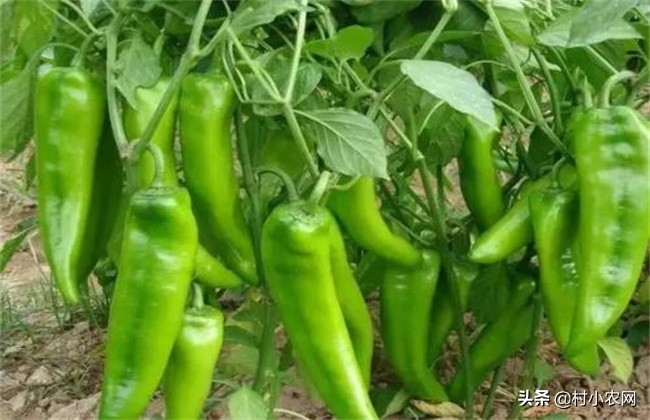 青椒怎么管理长出又多又大的青椒,青椒正宗栽培