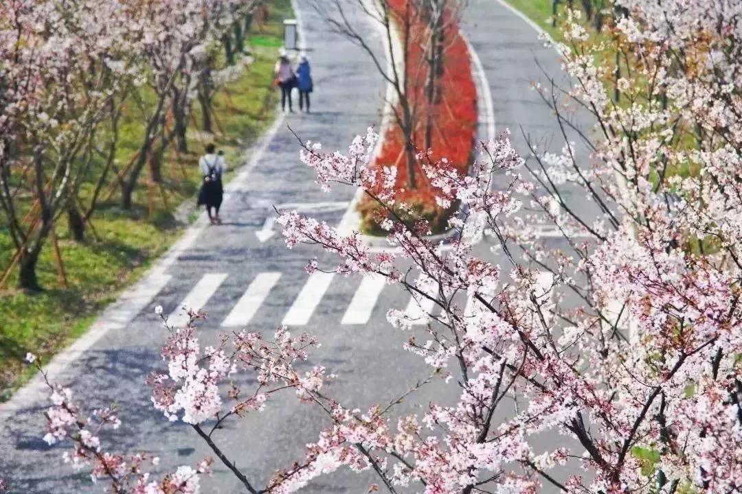 不输日本的3个赏樱地,何必舍近求远国内10大赏樱胜地