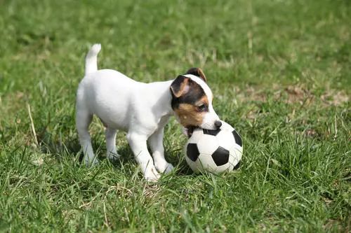 狗狗误食哪几种东西是最致命的,这些常见的东西狗狗千万不要吃