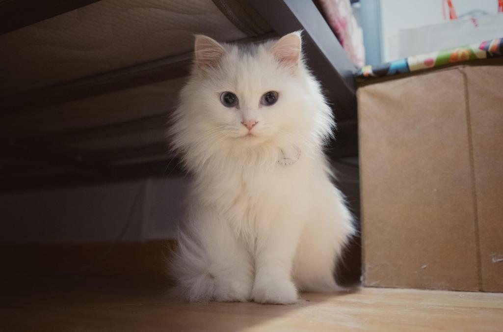 最便宜但是又最好的猫有几种,最贵的猫有哪几种