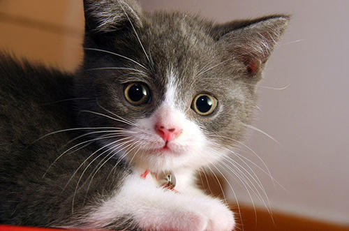 你揪过你家猫咪的胡须吗?猫咪胡须的秘密你当真都了解吗?