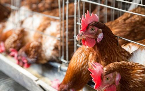 高温热死鸡现象,夏天鸡热死是什么症状