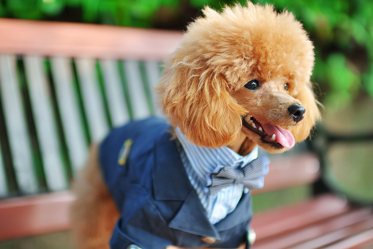 贵宾犬不吃饭怎么回事呀,贵宾犬不吃不喝