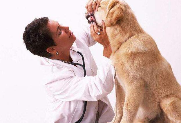 金毛老了后腿站不稳怎么办,金毛有白眉毛是老了吗