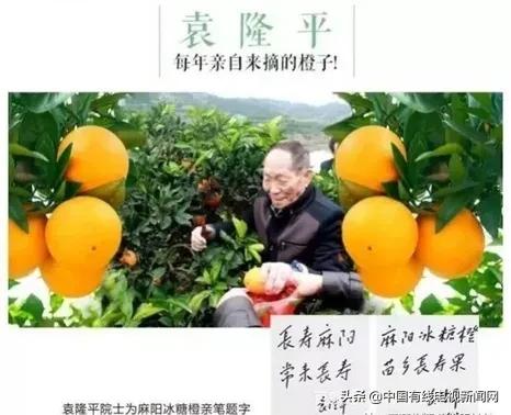 麻阳长寿冰糖橙之乡,麻阳冰糖橙中果和大果哪种好吃