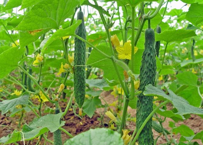 黄瓜秧子叶子发黄怎么处理,黄瓜叶子白斑怎么治