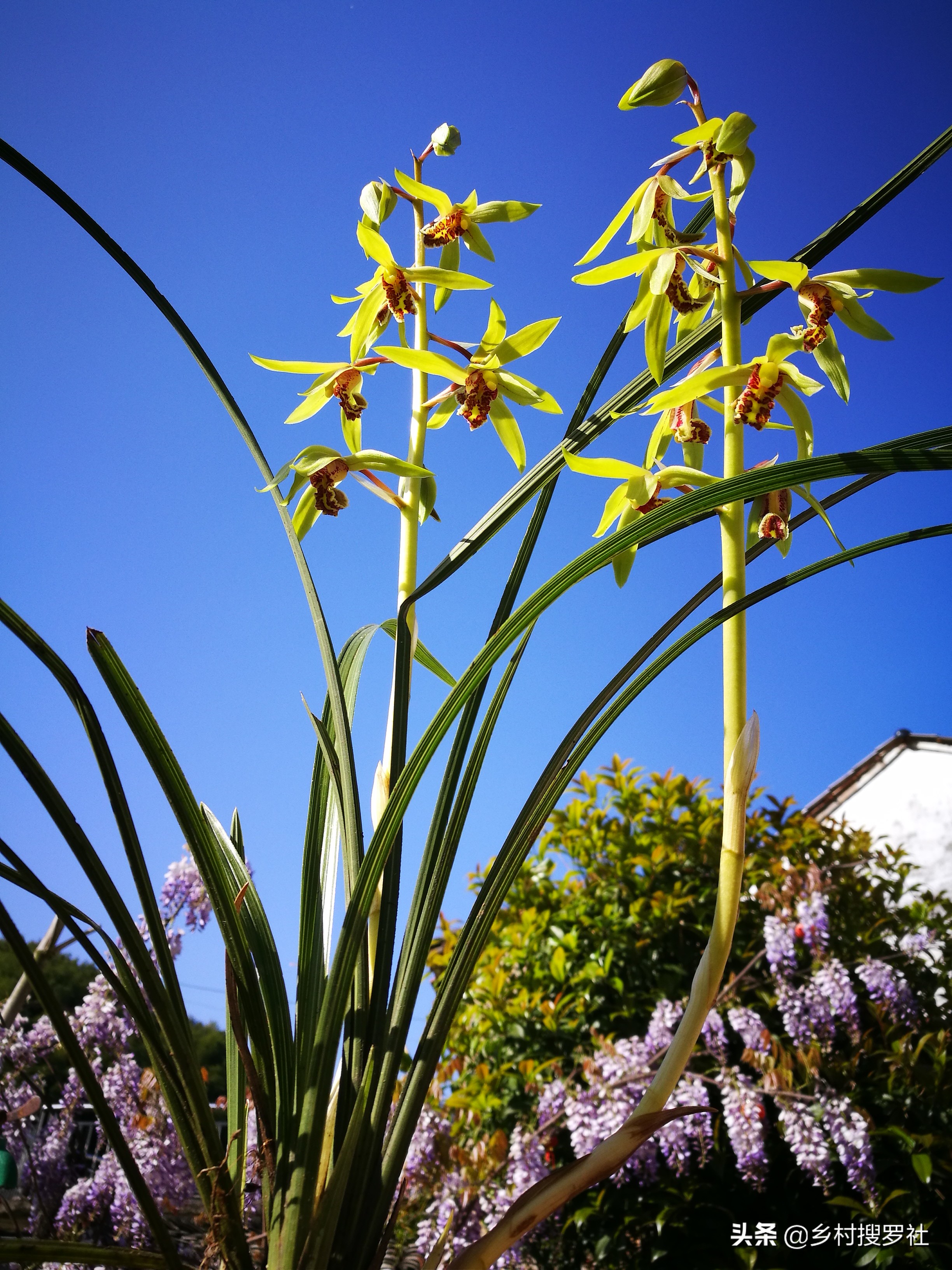 网购兰花预防消苞,网购兰花应注意什么