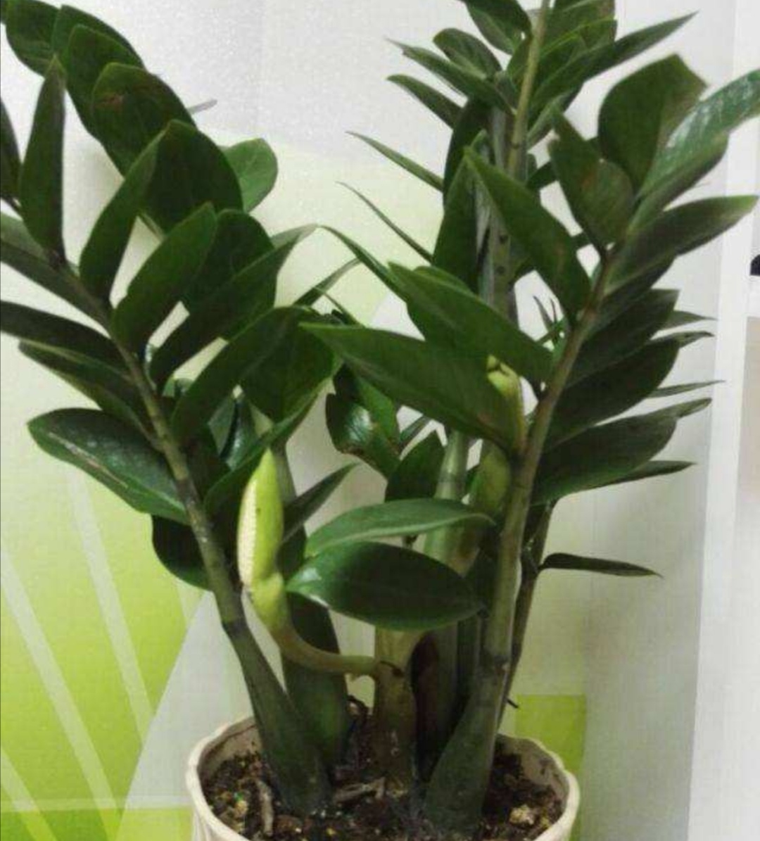 养金钱树花小窍门方法,金钱树怎么养才能长得旺盛