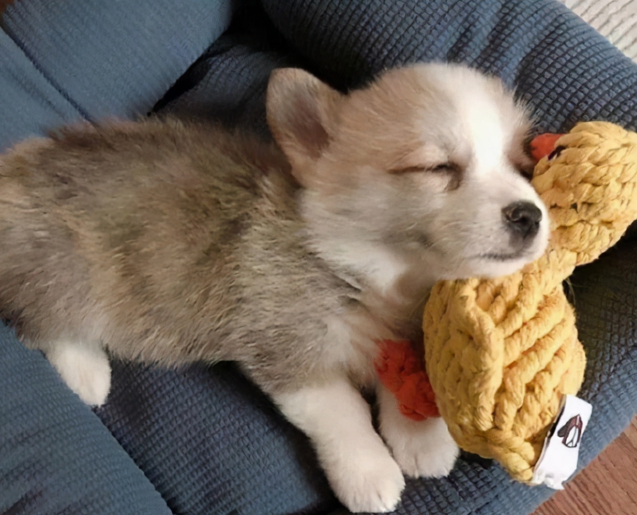 女生养公柯基还是母柯基,女生养柯基还是泰迪