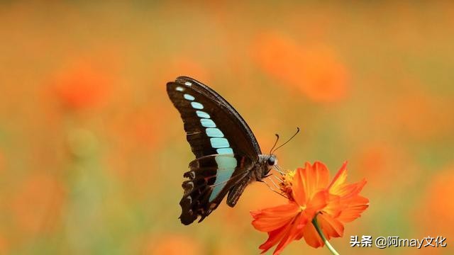 35mm微距镜头拍摄技巧,怎么用18-55的镜头拍人像