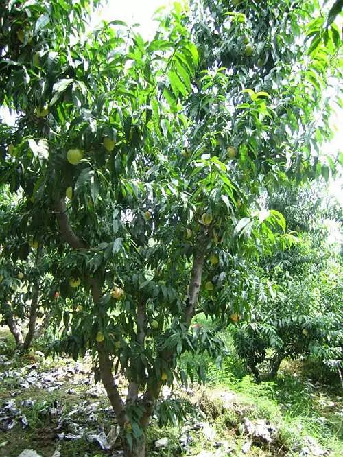 桃树习性及栽培技术的详细介绍,桃树是怎么培育新品种的