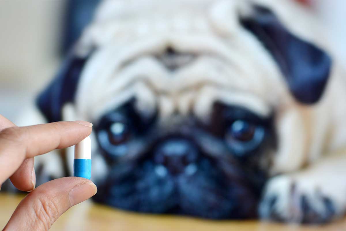 狗狗经常呕吐应该吃什么药好,狗狗肠胃不好呕吐怎么治