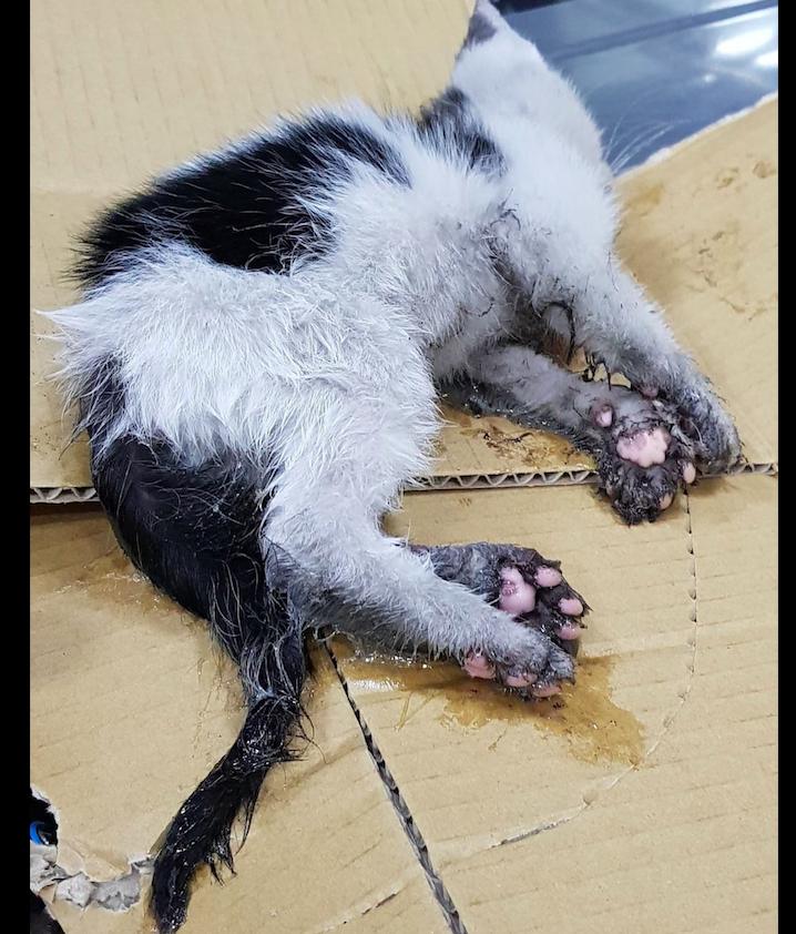 猫踩到了粘鼠板,猫踩到粘鼠板死了