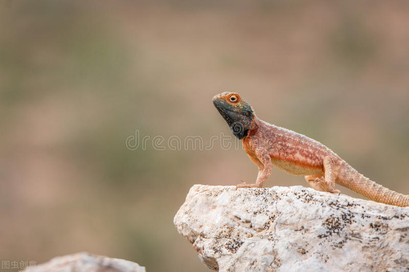 蛇性本淫什么意思,蛇性本淫的意思