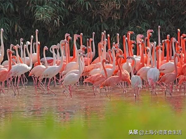 上海滩外滩攻略,上海外滩游玩攻略黑鸭子