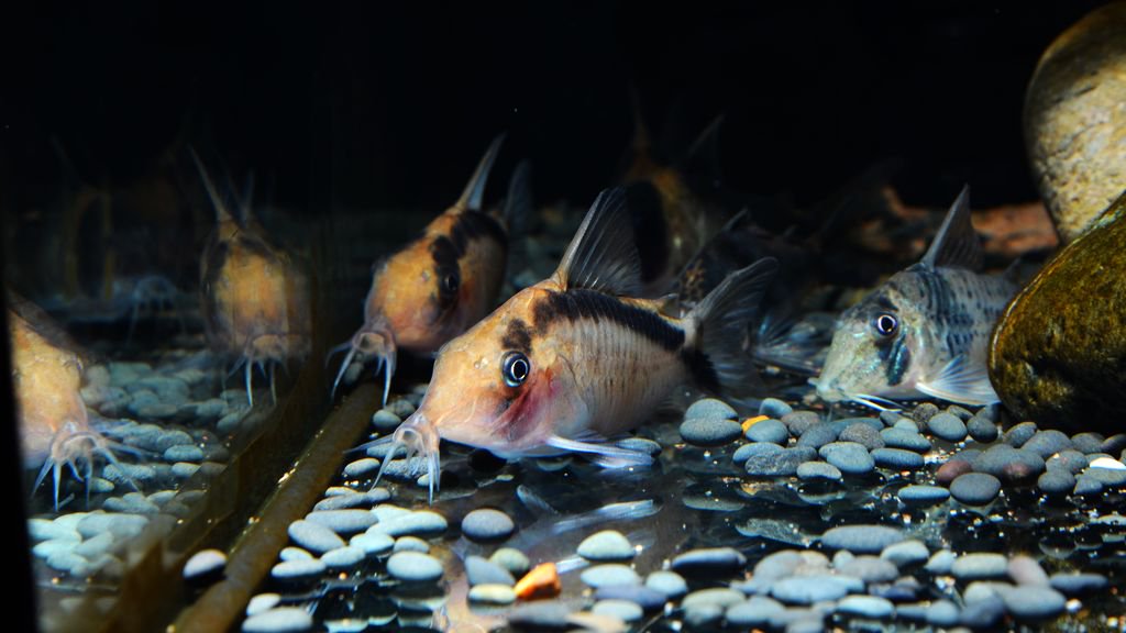 养鼠经验总结,鼠鱼的养殖方法和注意事项