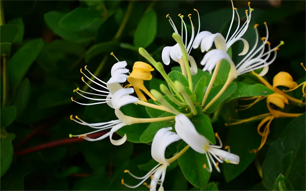 痘肌救星看过来,痘肌姐妹看过来祛痘精华